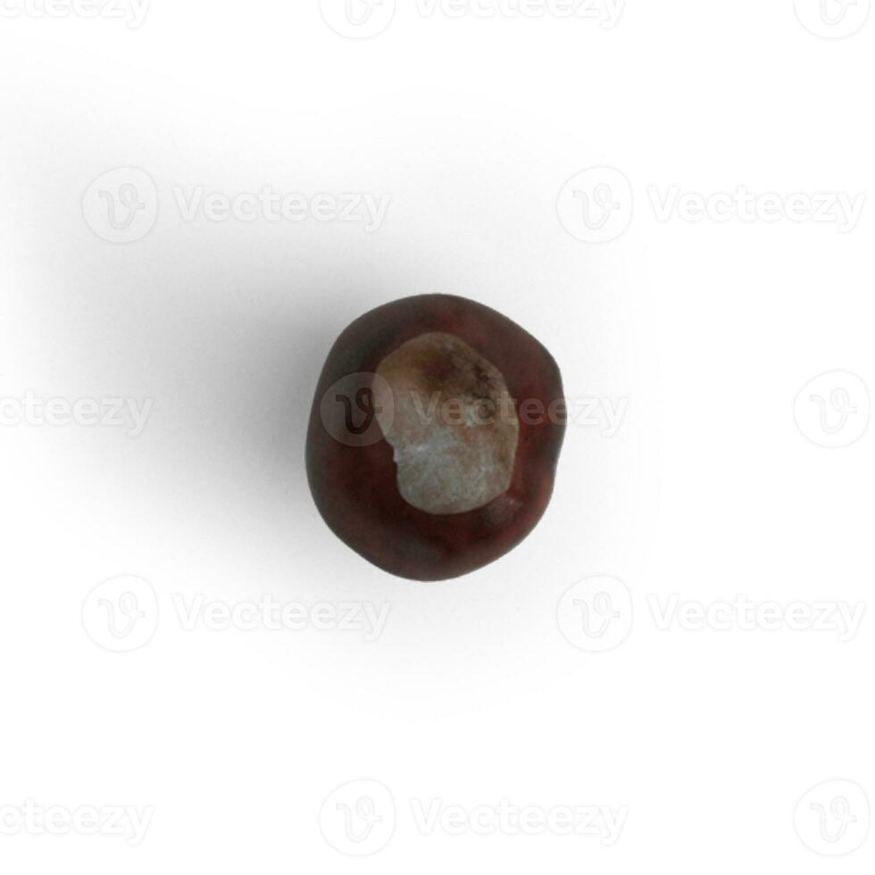Chesnut single food item on white background photo