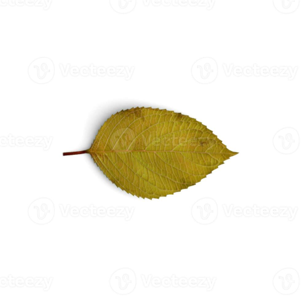 Leaf In Full Bloom Vibrant and Gorgeous Flowers isolated on white background photo