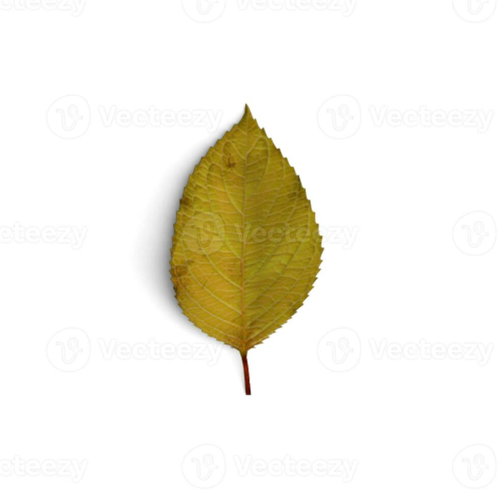 Leaf Garden Gems Showcasing Beautiful Flowering Plants isolated on white background photo