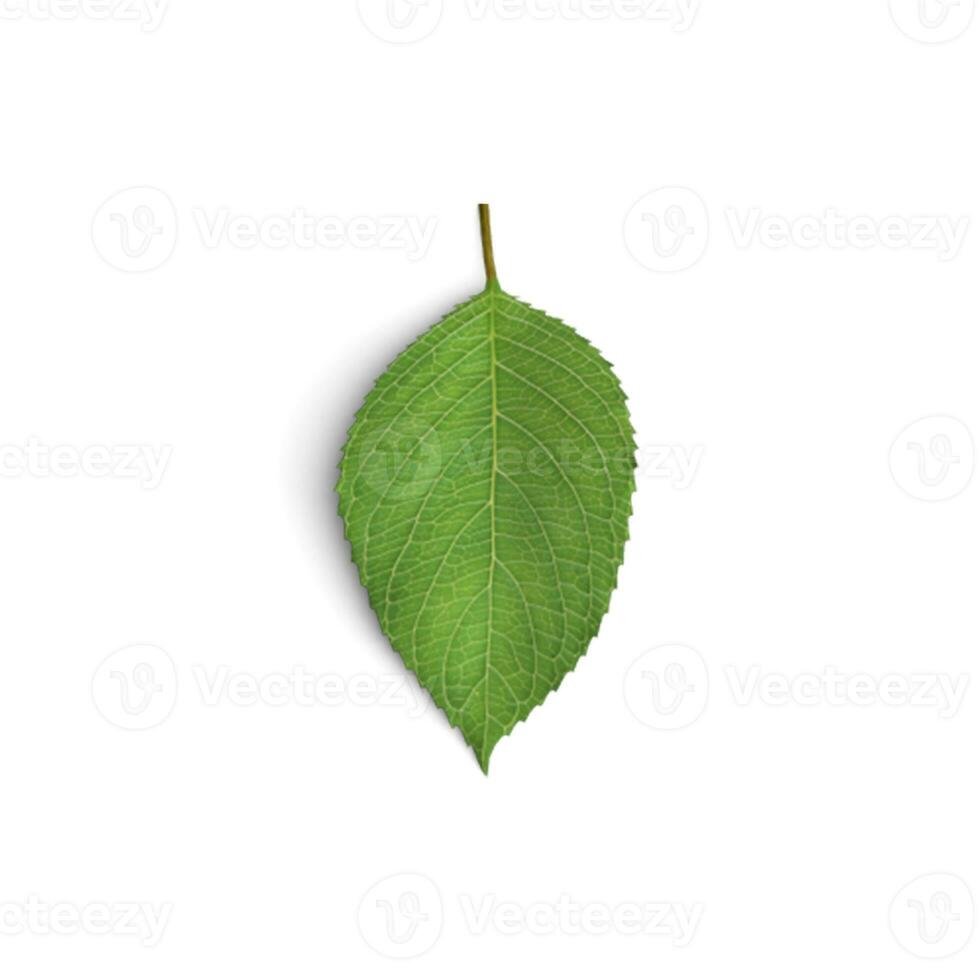 Leaf Floral Fantasia Beauty in Flowering Plants isolated on white background photo
