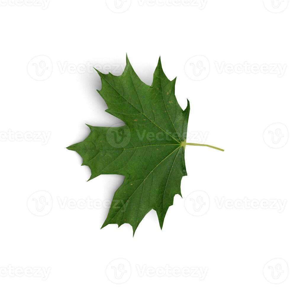 Leaf Natures The Vibrant World of Beautiful Leaves isolated on white background photo