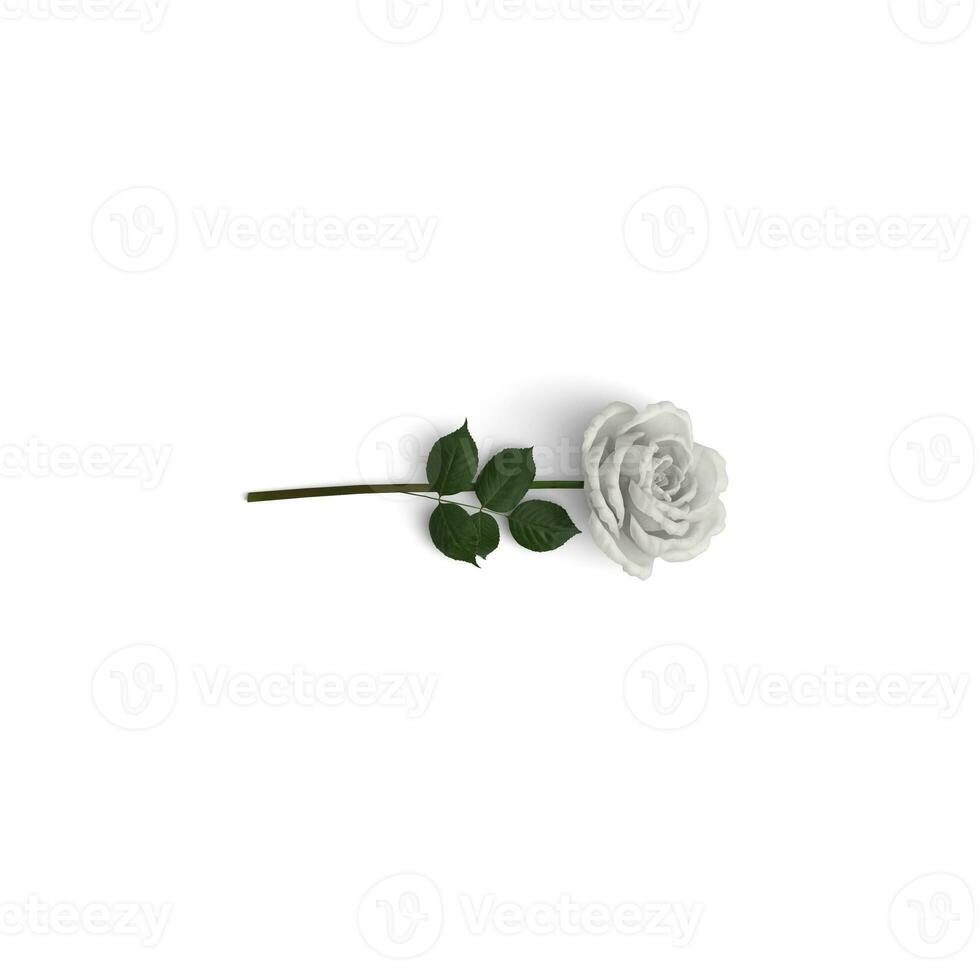 White Rose clear image graphical use item on white background photo