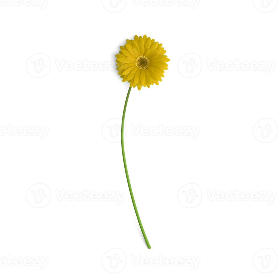 Gerbera Yellow Leaves of Bloom Exploring the World of Floral Leaves isolated on white background photo