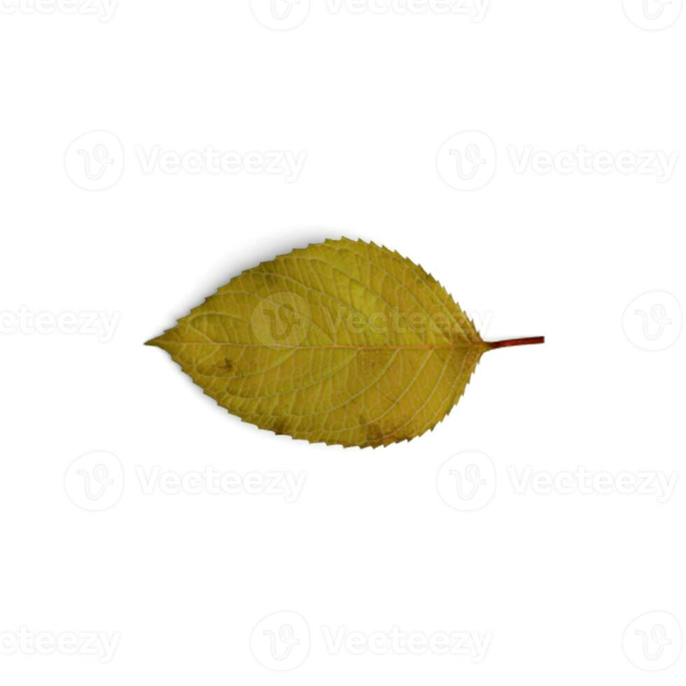 Leaf Natures Palette Stunning Floral Leaf Compositions isolated on white background photo