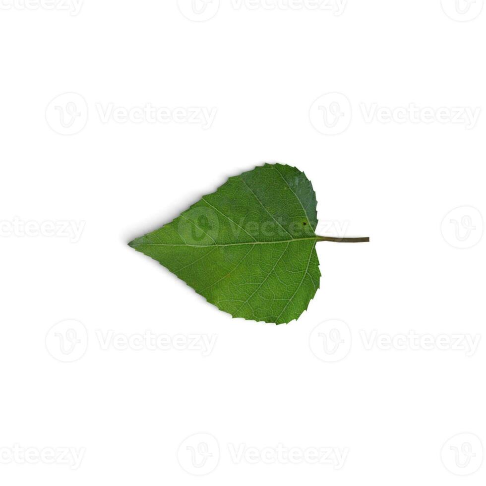 Leaf Floral Leaf Fusion A Blend of Beauty and Nature isolated on white background photo