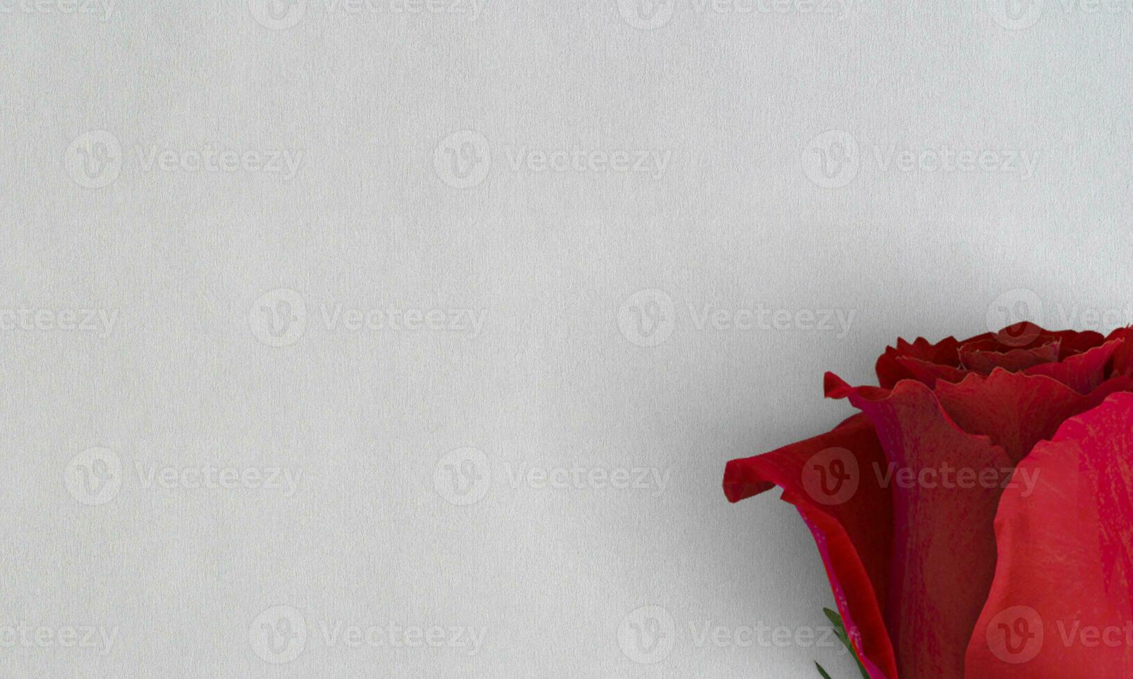 4k wallpaper on rose and withe texture photo