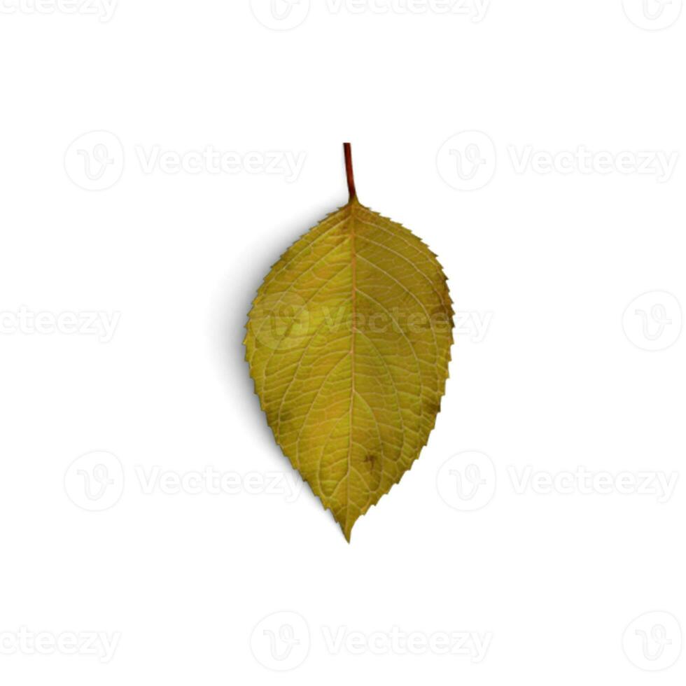 Leaf Floral Extravaganza Mesmerizing Flower Leaf Combinations isolated on white background photo