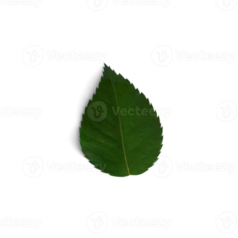 Red Rose Leaf Verdant Visions Captivating Beautiful Leaf Designs isolated on white background photo