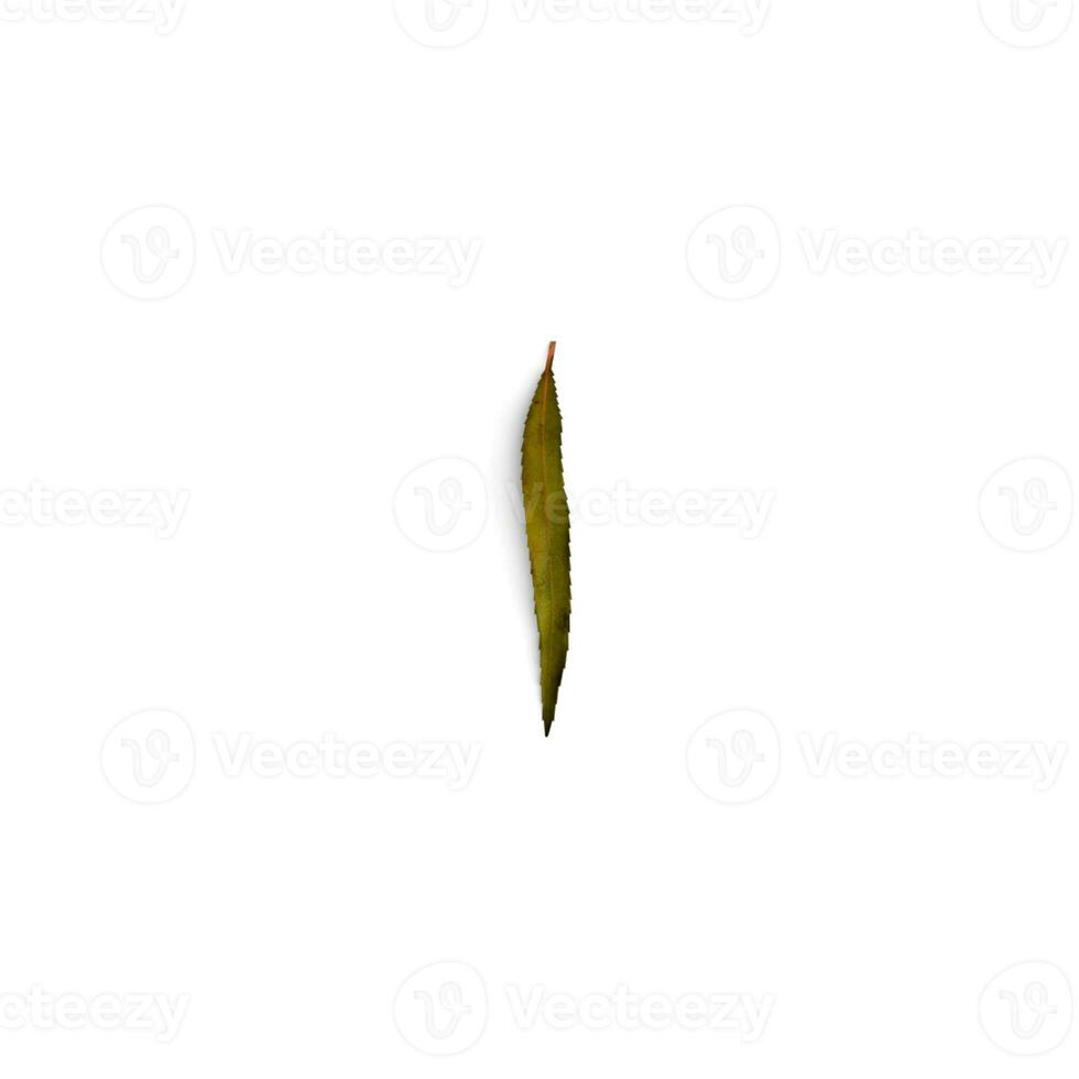Beneath the Petals The Hidden World of Flower Leaves isolated on white background photo