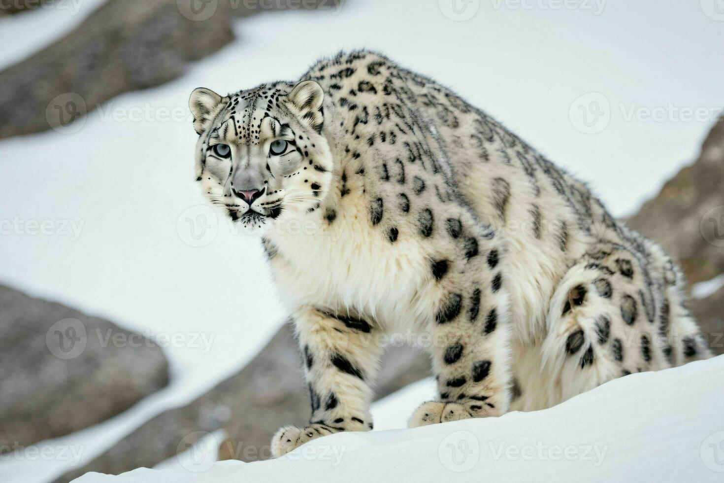AI generated Snow Leopard Standing on Snowy Hill photo