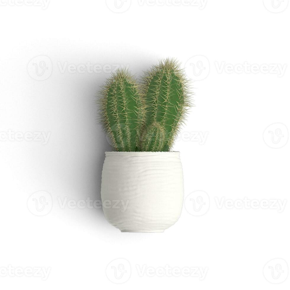 Cactus is growing on a vase plant front view image high resolution photo