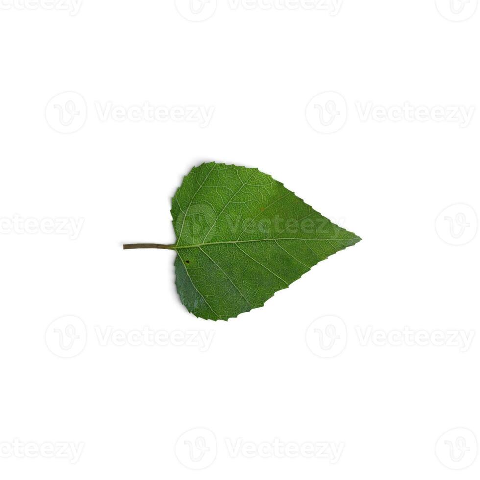 Leaf Blossoming Beauty Capturing Flowering Plants isolated on white background photo