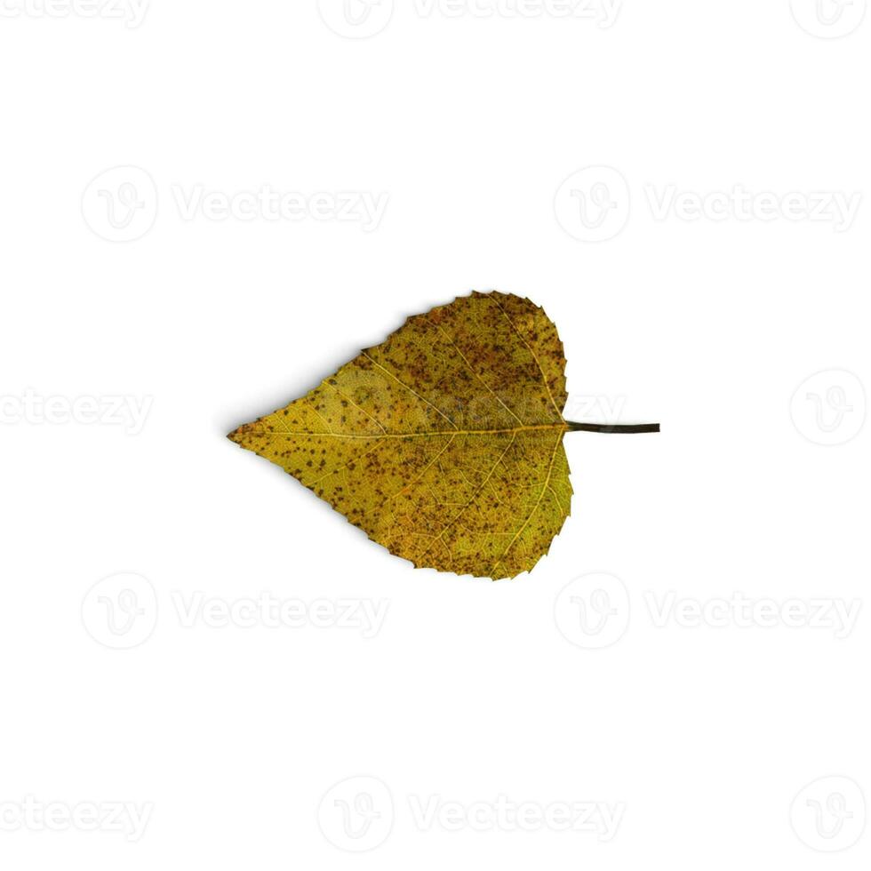 Leaf Flower Power Mesmerizing Floral Displays isolated on white background photo