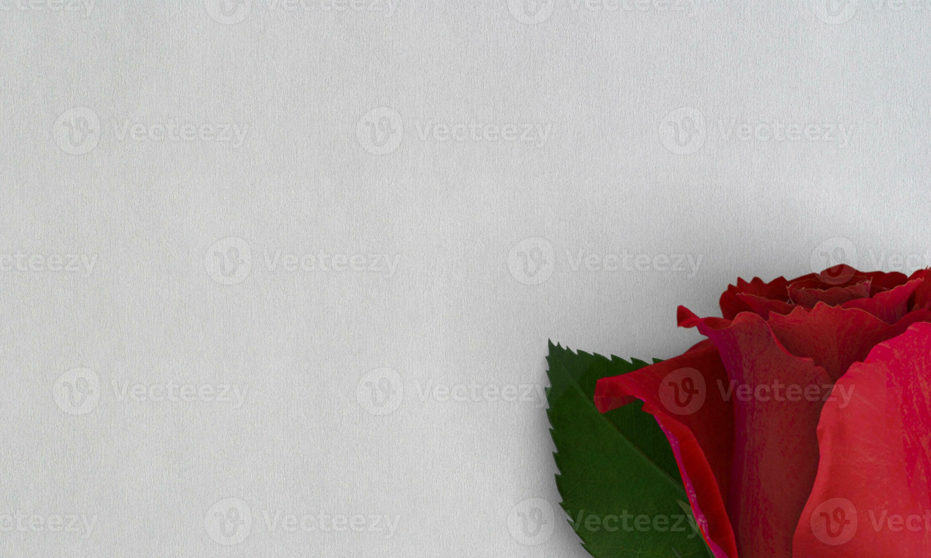 Rose classic 4k wallpaper desktop wallpaper 36462934 Stock Photo at