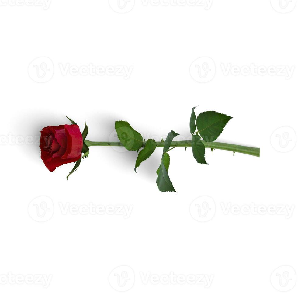 Red Rose flower roated on left side isolated on white background photo