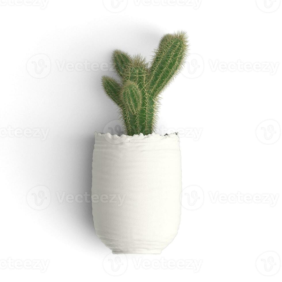 Cactus plant growing on a vase from front view image isolated on white background photo