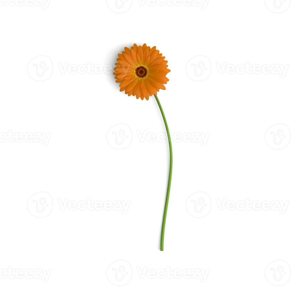 Gerbera Orange Petals and Leaves A Floral Journey isolated on white background photo