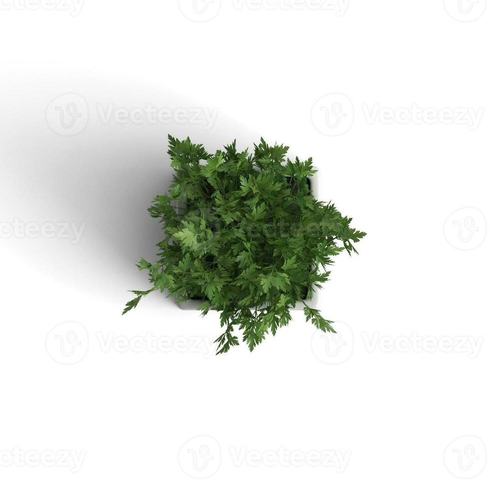 Plant home decoration graphical uses item isolated on white background image photo