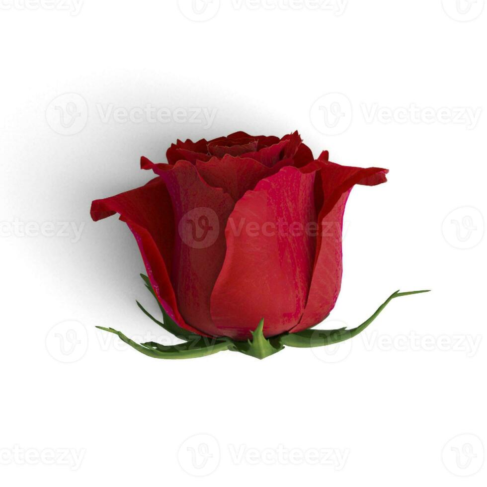 Red Rose Flower front view image high quality image for graphics photo