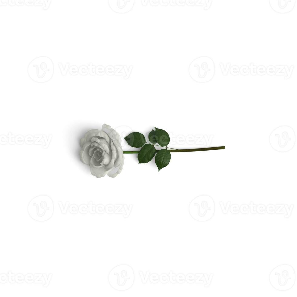 White Rose a single image view from side graphical uses photo