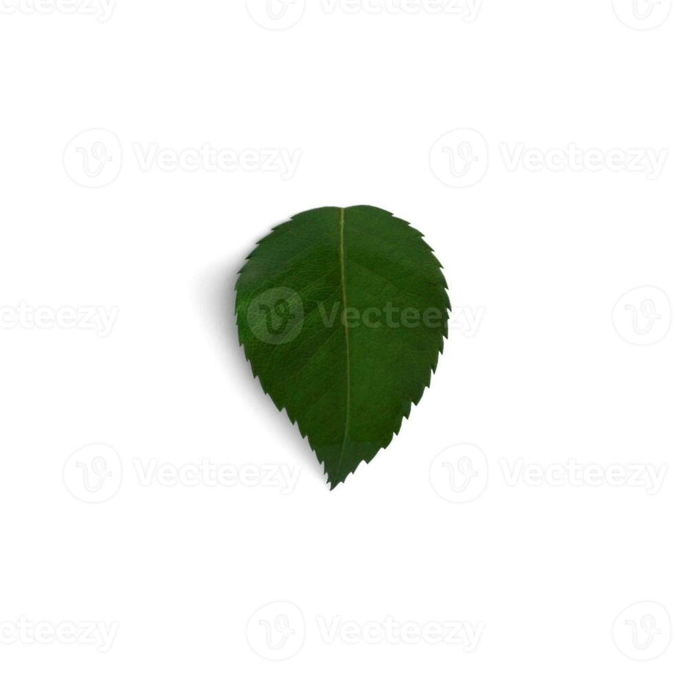 Red Rose Leaf Floral Foliage The Elegance of Flower Leaves isolated on white background photo