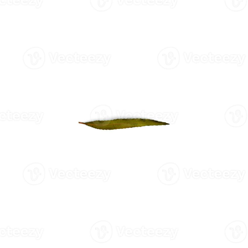 Leaf Leaf Symphony The Harmonious Beauty of Foliage isolated on white background photo