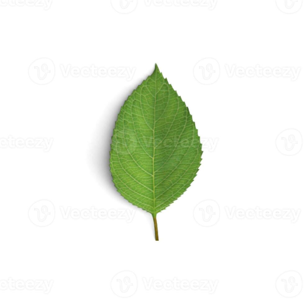 Leaf Foliage Fantasia Celebrating the Beauty of Floral Leaves isolated on white background photo