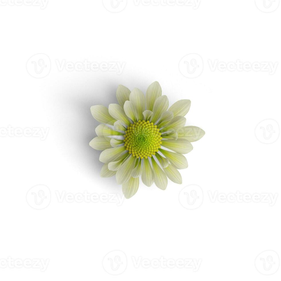 Chrysanthemum Flower Leaves of Bloom Exploring the World of Floral Leaves isolated on white background photo