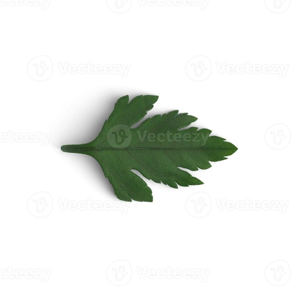 Chrysanthemum Leaf Blossoming Beauty Capturing Flowering Plants isolated on white background photo