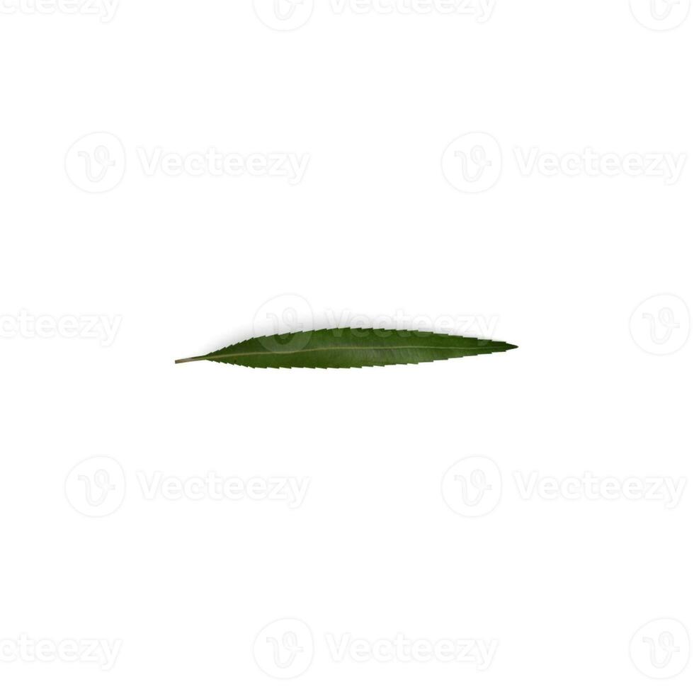 Leaf Verdant Beauty Exploring the Allure of Leaf Art isolated on white background photo