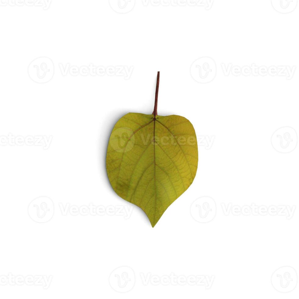 Leaf Leaves of Bloom Exploring the World of Floral Leaves isolated on white background photo