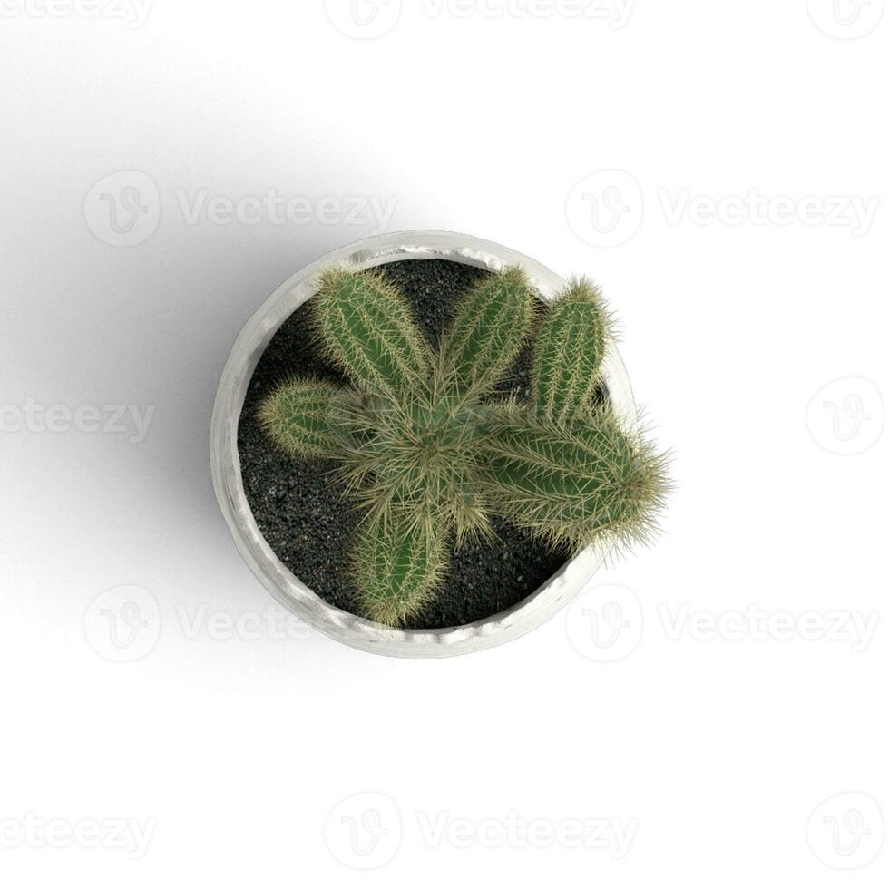 Cactus top view plant isolted on white background high quality image photo