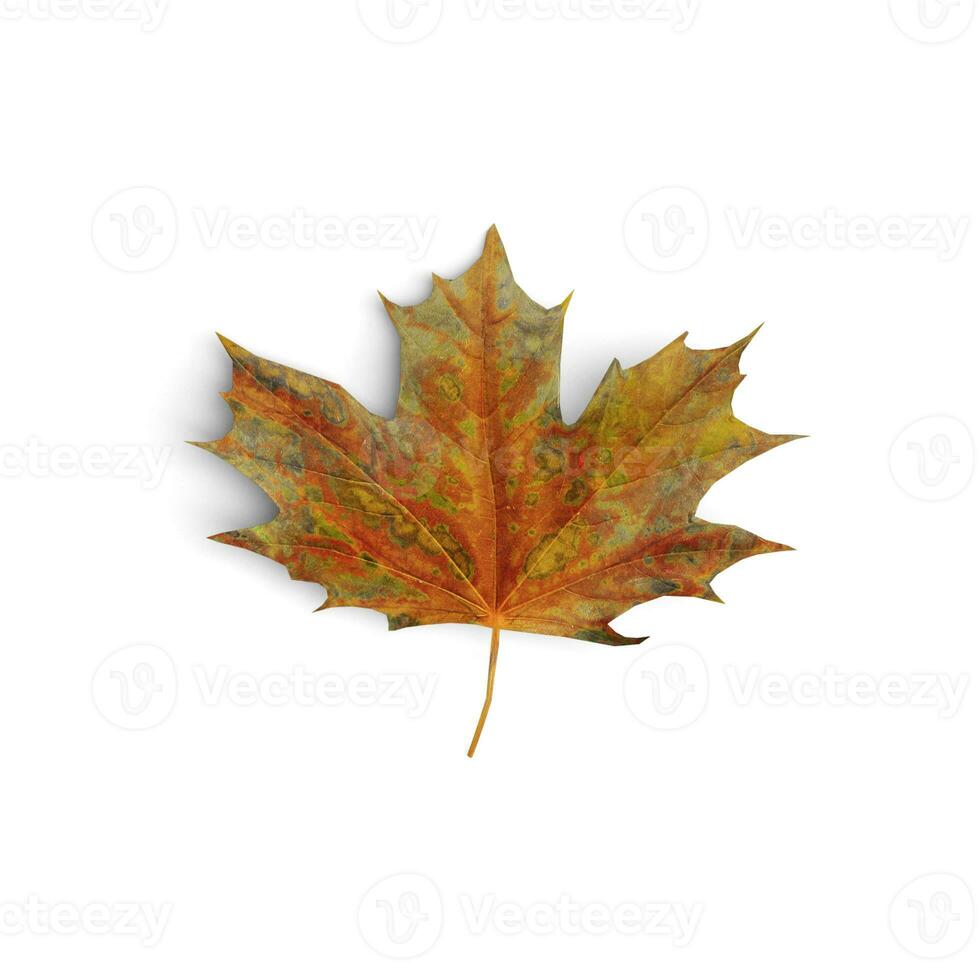 Leaf Splendid Leaves The Artistry of Natures Green isolated on white background image photo