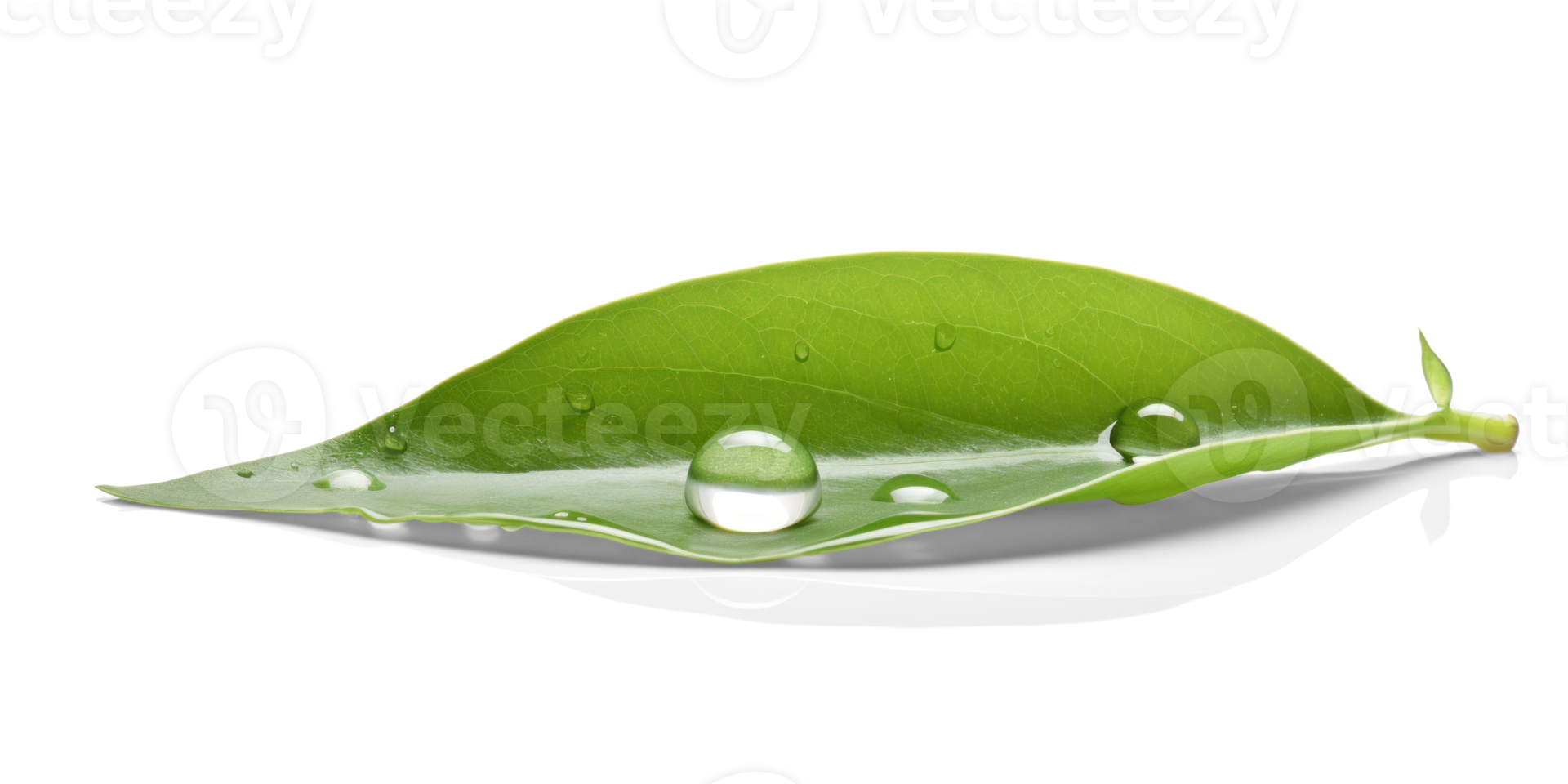 AI generated Surface Tension on a Leaf with Water Droplets png