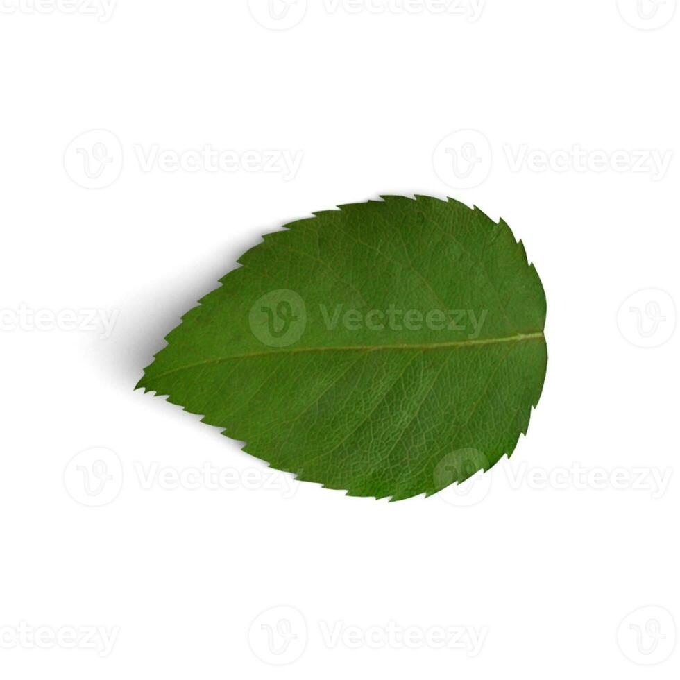 Red Rose Leaf green a single leaf on white background photo