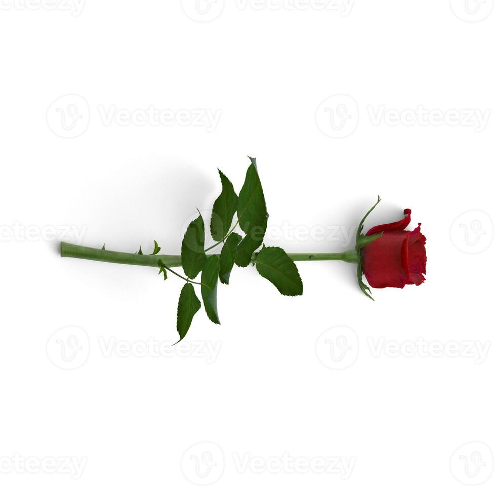 Red Rose flower rotated from right isolated on white background photo