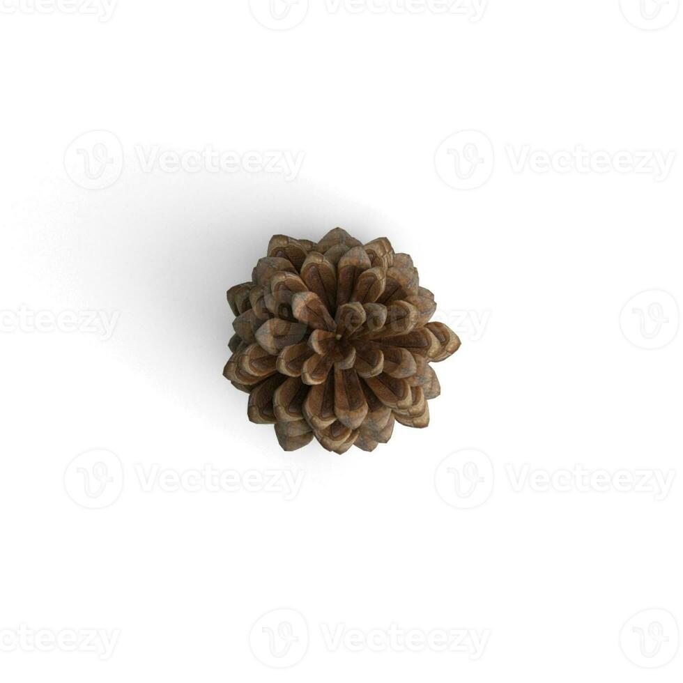 Pine cone isolated on white background high resolution image illustration photo