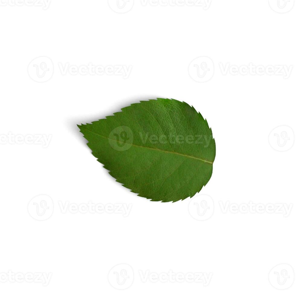 Red Rose Leaf Leafy Luxuries The Art of Beautiful Leaves isolated on white background photo