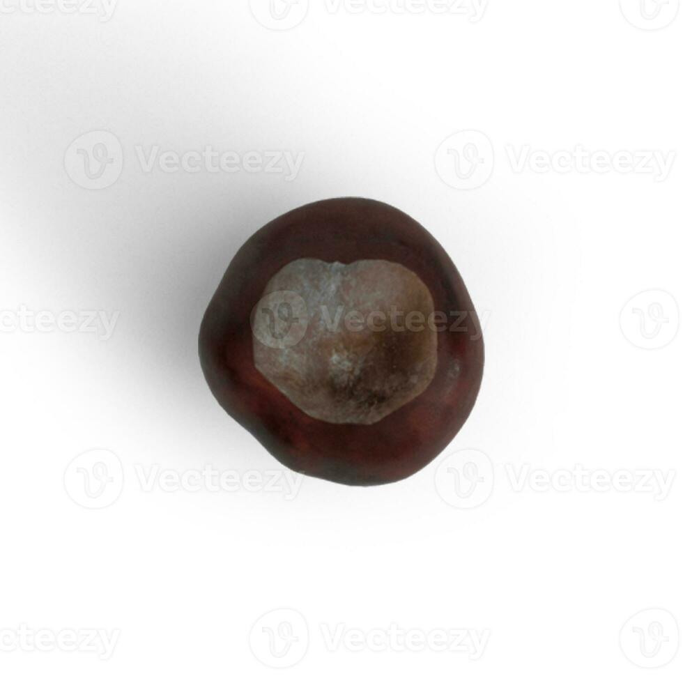 Chesnut single food item on white background photo from top view