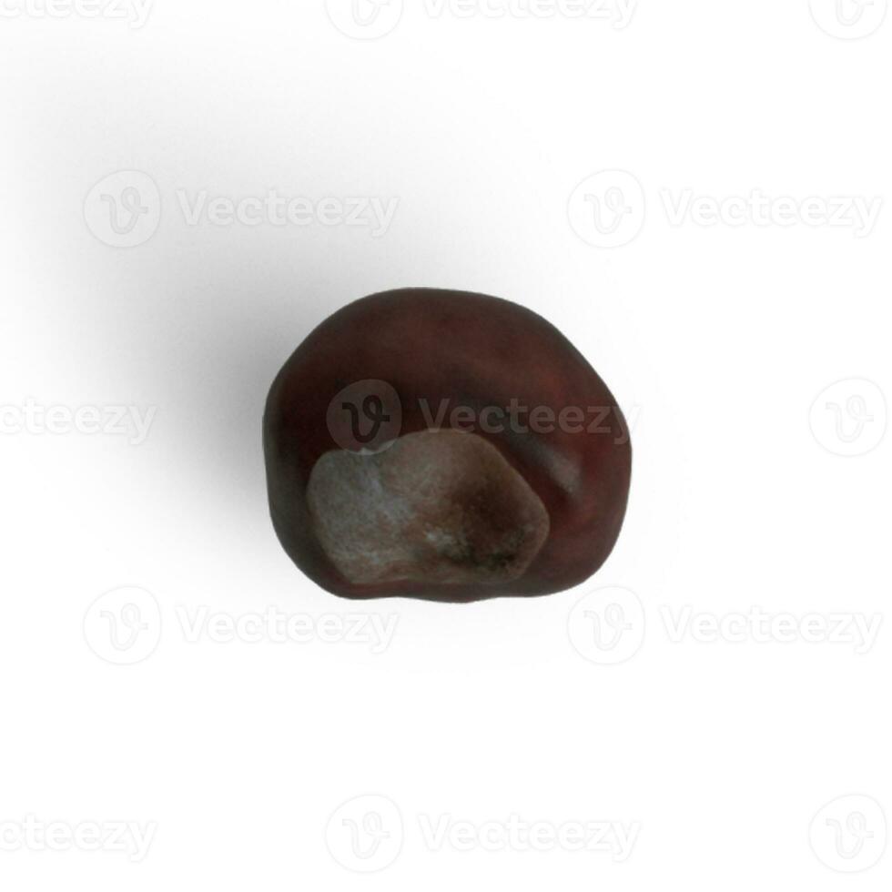 Chesnut single food item on white background photo from side view