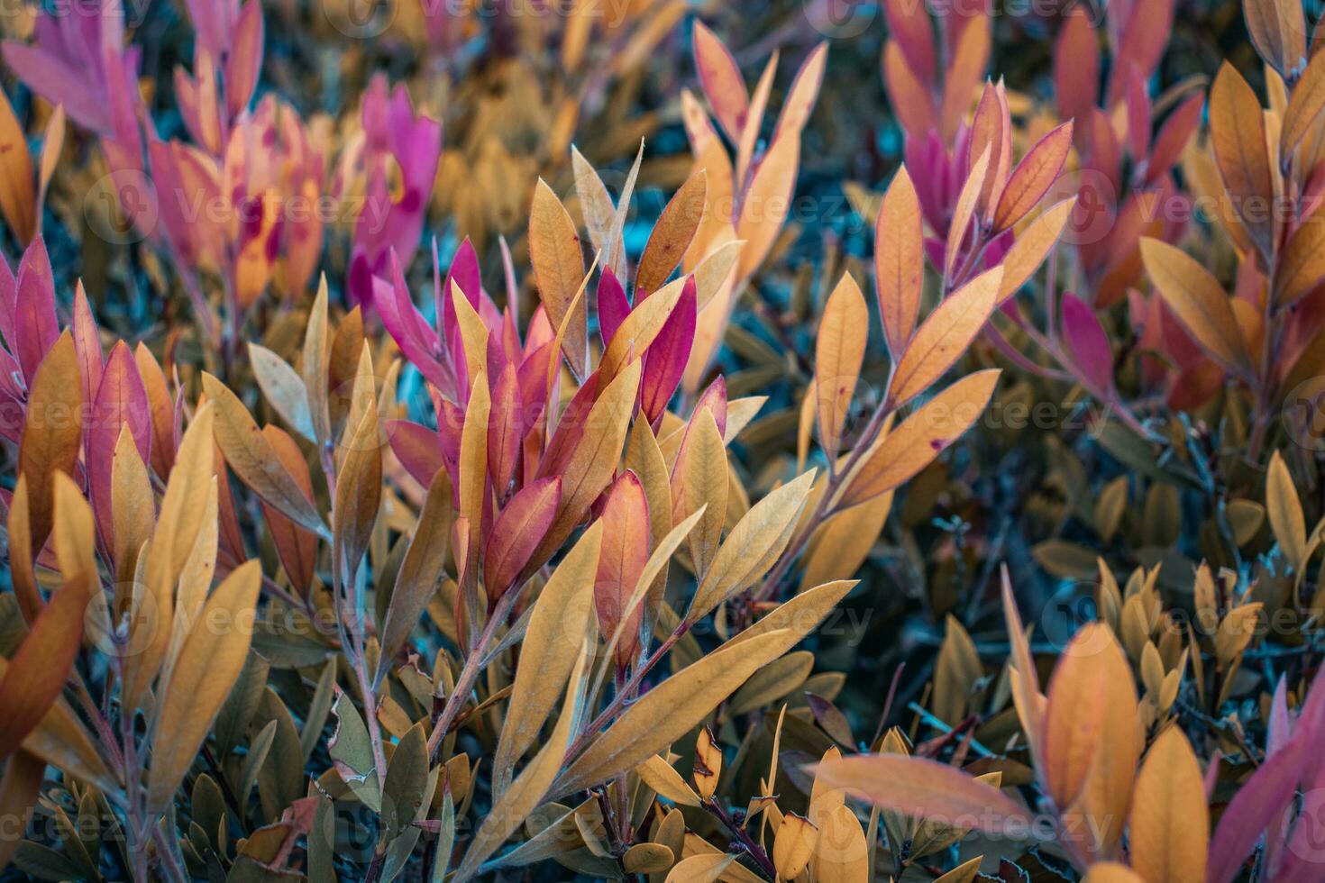 Close up pink leaves of Euonymus shrub on branch in autumn. Colorful bush in the garden concept photography. photo