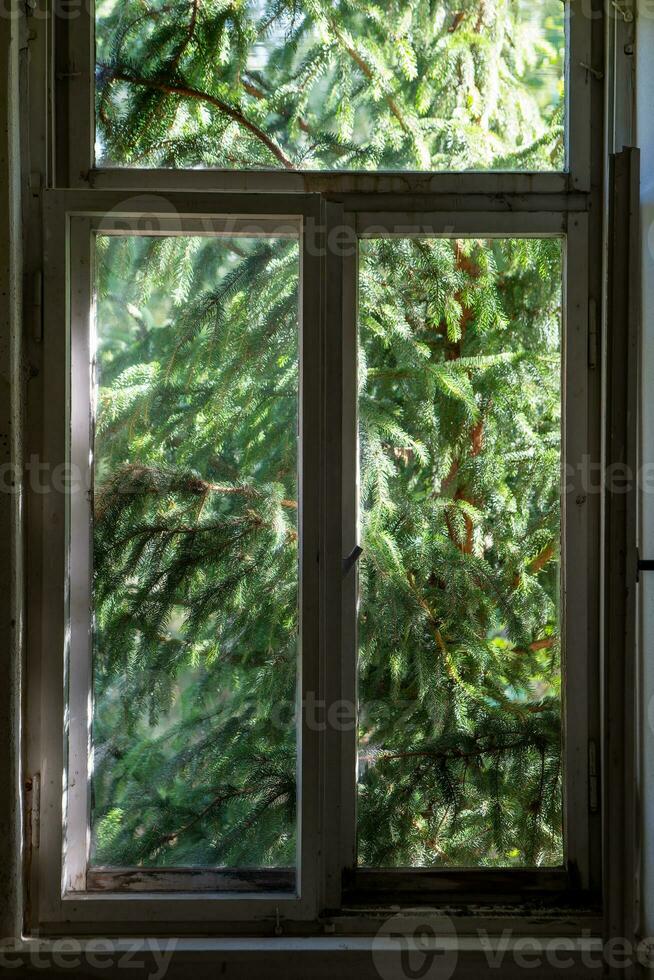 un antiguo de madera ventana con un conífero árbol en el antecedentes foto