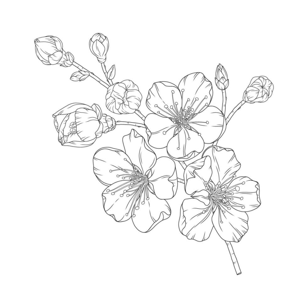 Apricot branch with blossom flowers and buds vector