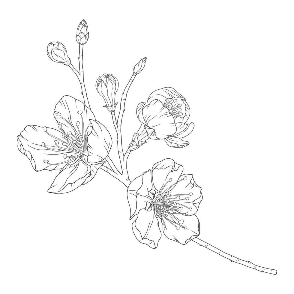 Apricot branch with blossom flowers and buds vector