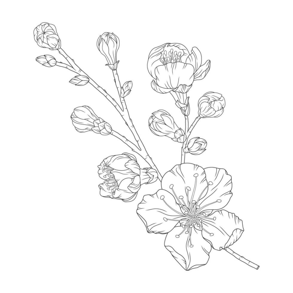 Apricot branch with blossom flowers and buds vector