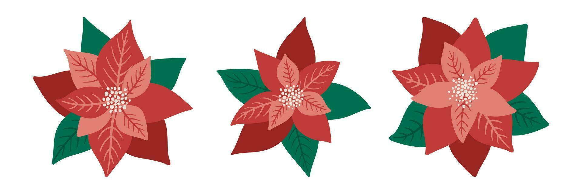Poinsettia flowers vector set for Christmas and New Year holidays.