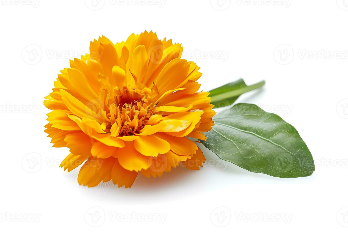 AI generated Calendula flower isolated on white background. Marigold photo