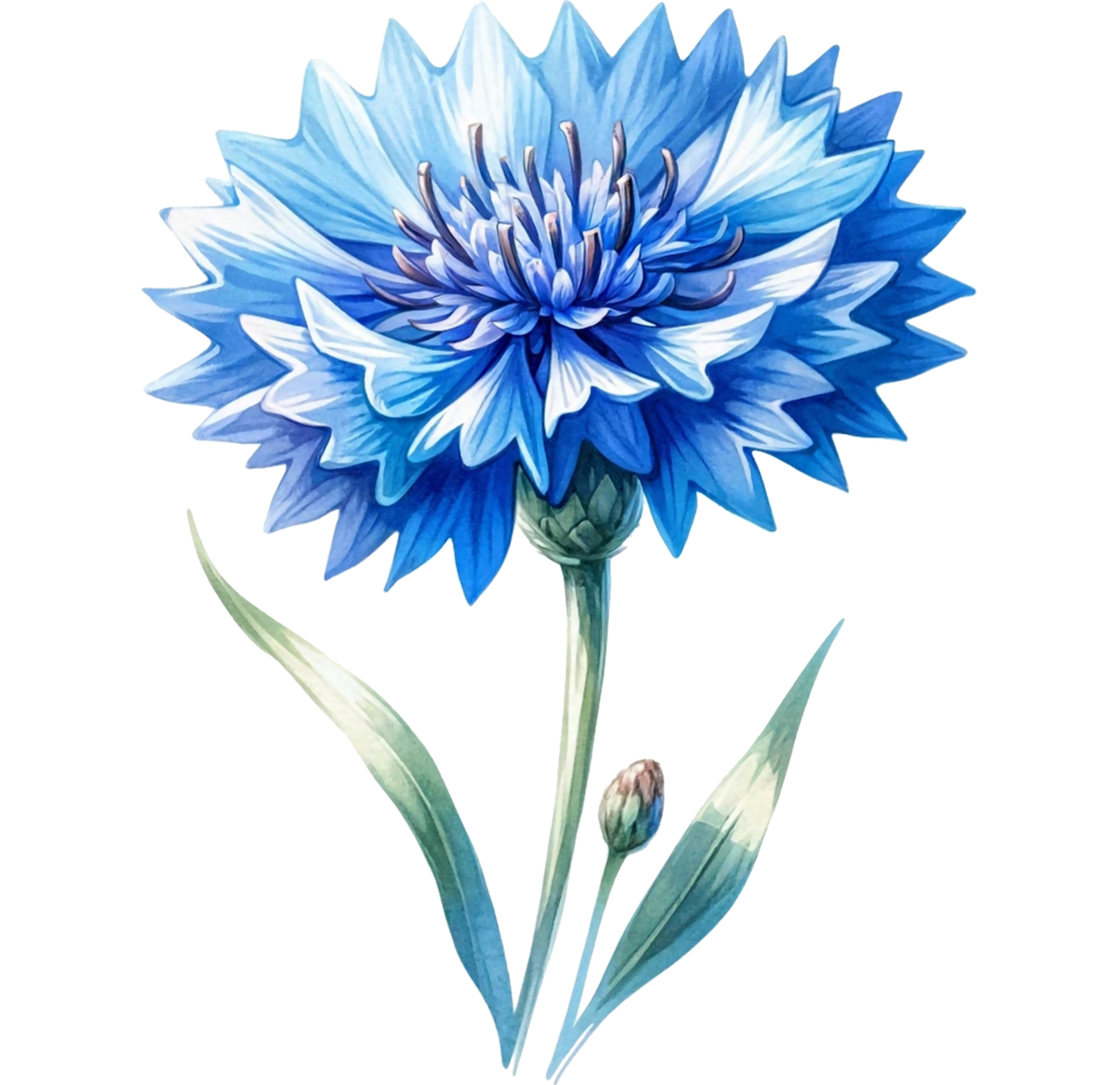 AI generated Watercolor Cornflower flower png transparent background, Generative AI free PNG