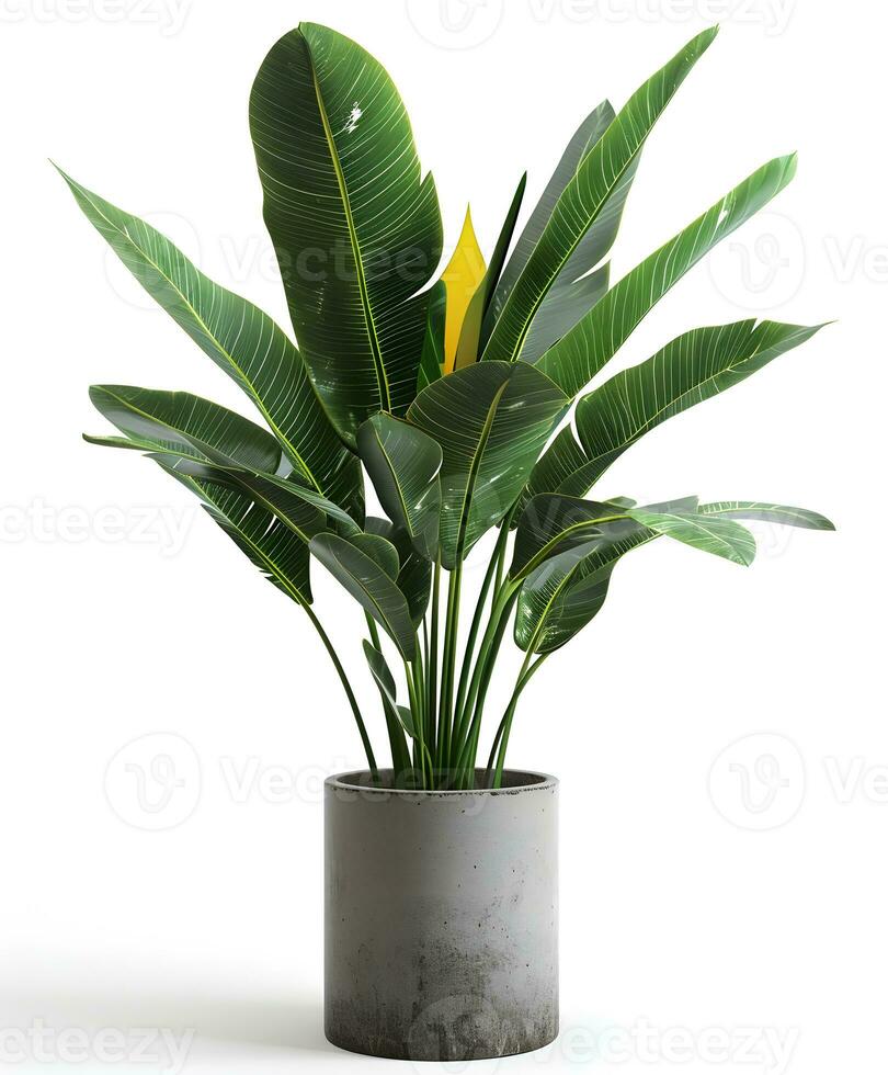 AI generated Houseplant in pot isolated on white background photo