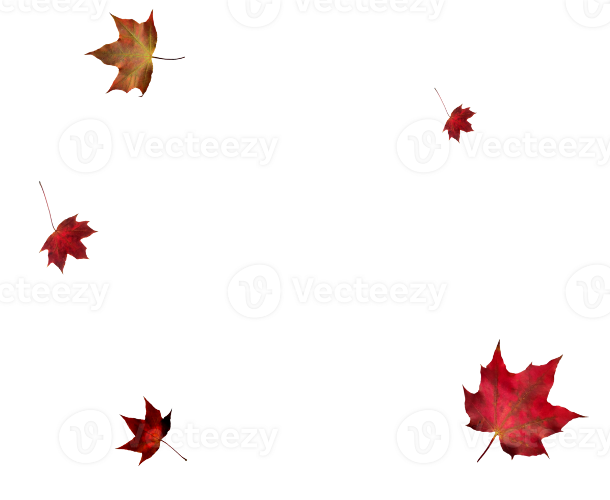 Digital paper with flying maple leaves. png